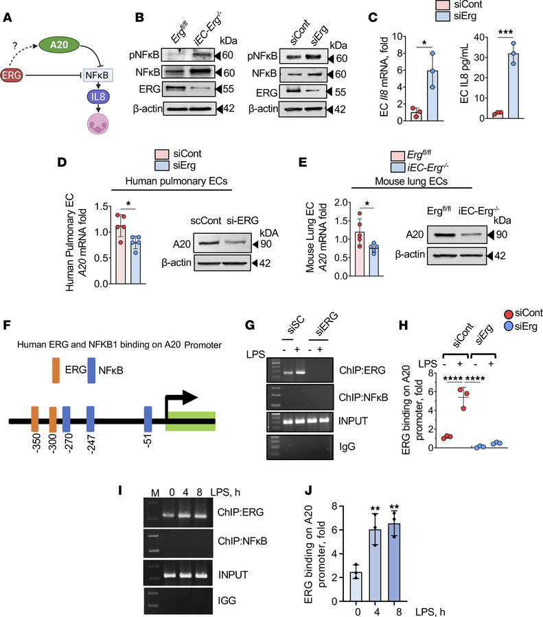 
ERG controls IL-8 secretion from ECs and PMN infiltration by upregulati...