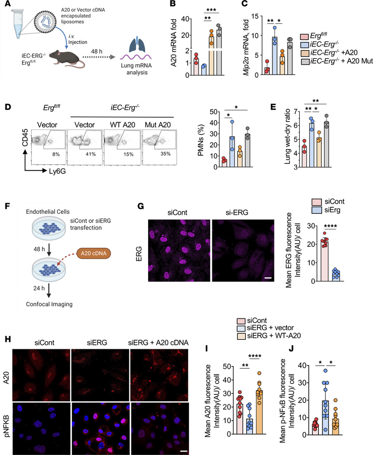 A20 overexpression in Erg-null endothelium suppresses PMN infiltration a...