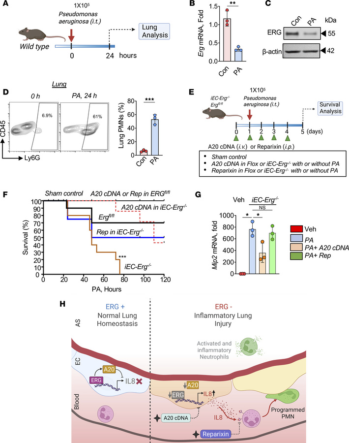 Bacterial pneumonia decreases endothelial Erg and promotes neutrophilic ...