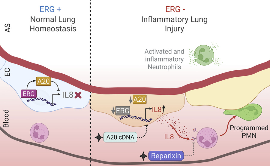 graphical abstract