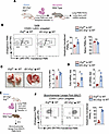 Adoptively transferred PMNs from iEC-Erg–/– mice induce lung injury.
