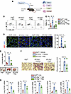 CXCR2 antagonism resolves neutrophilic lung injury in iEC-Erg–/– mice.