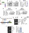 ERG controls IL-8 secretion from ECs and PMN infiltration by upregulating A
