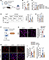 A20 overexpression in Erg-null endothelium suppresses PMN infiltration and