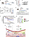 Bacterial pneumonia decreases endothelial Erg and promotes neutrophilic lun