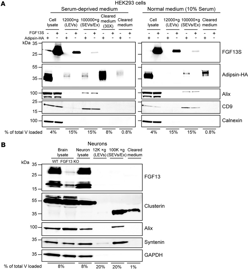 FGF13S is not detected in cleared extracellular medium of HEK293 cells o...