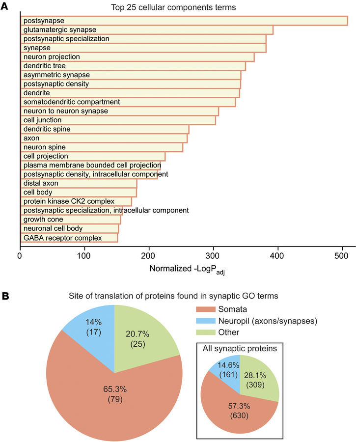 FGF13S is near soma-translated synaptic proteins.
(A) Top 25 cellular co...