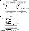 FGF13S is not detected in cleared extracellular medium of HEK293 cells or c