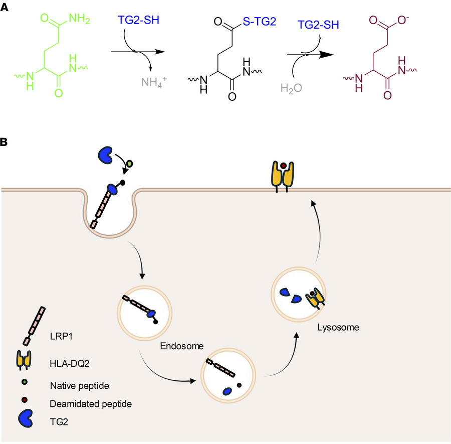 The TG2/LRP1 pathway allows simultaneous receptor-mediated endocytosis a...