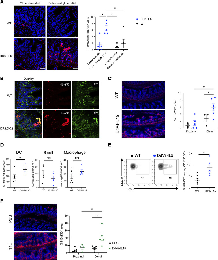 Enhanced gluten diet, reovirus infection, and IL-15 overexpression incre...