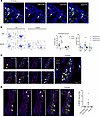 CD103+ DCs are predominantly labeled by HB-230 in intestinal lamina propria