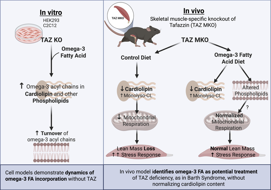 graphical abstract