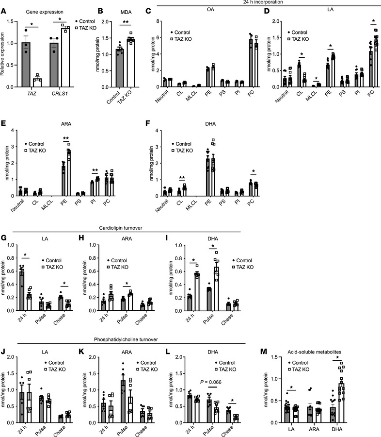 DHA is preferentially incorporated into CL in cells lacking TAZ.
(A) Gen...