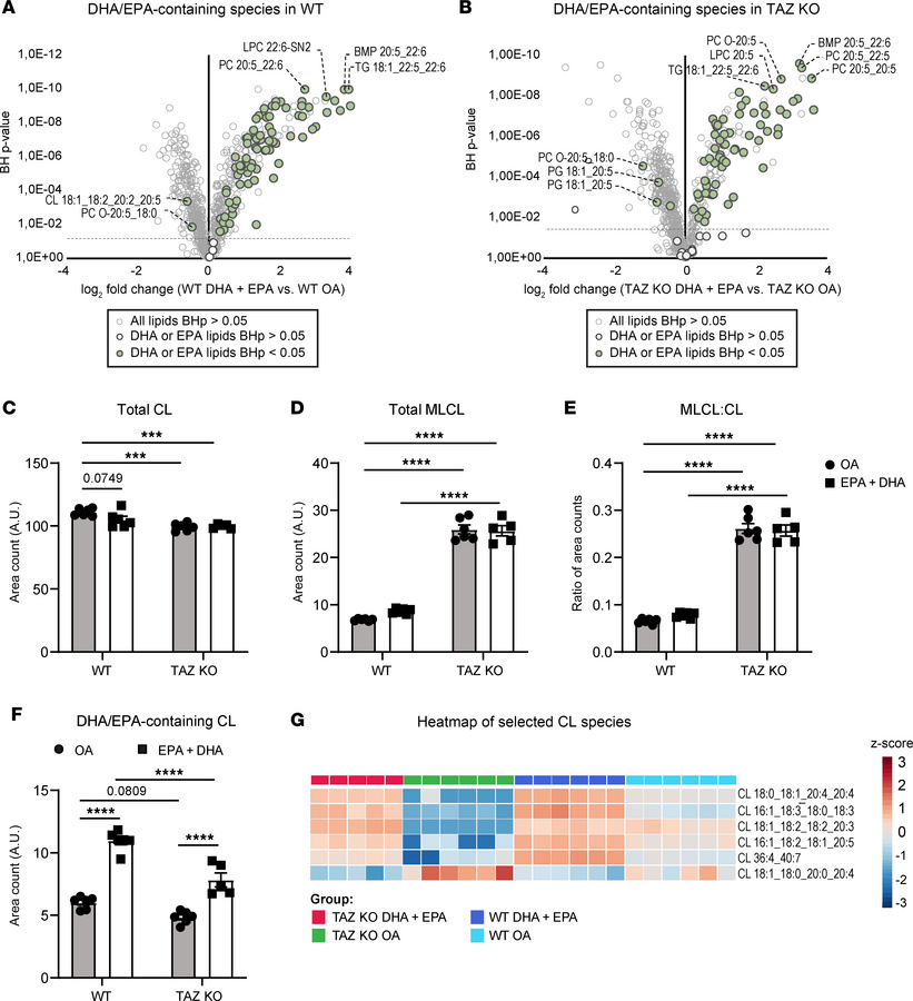 Muscle cells lacking TAZ incorporate DHA and EPA into CL.
Volcano plots ...