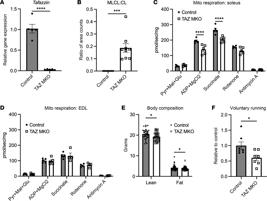 Mice lacking TAZ in skeletal muscle display impaired mitochondrial respi...