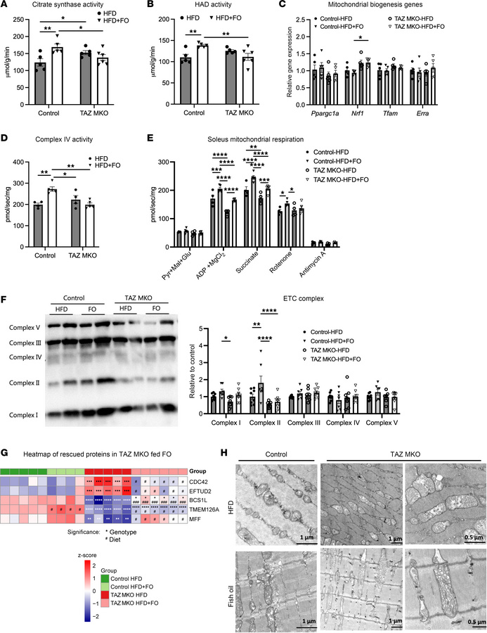 Impaired mitochondrial respiration in TAZ MKO soleus can be rescued by o...
