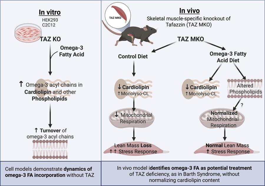 graphical abstract