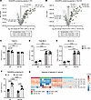 Muscle cells lacking TAZ incorporate DHA and EPA into CL.