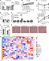 Omega-3 fatty acid supplementation prevents HFD-induced loss of lean mass i