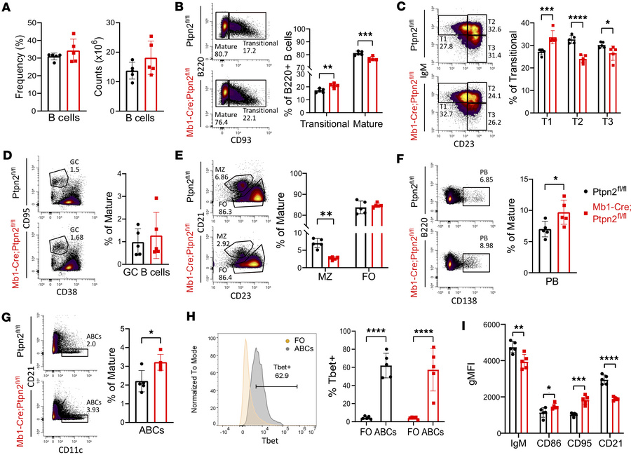 Increased B cell activation and expansion of autoreactive subsets in Mb1...