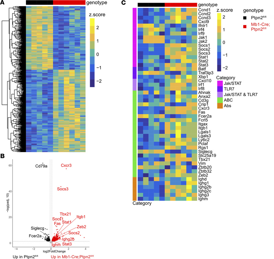Bulk RNA-Seq reveals enhanced expression JAK/STAT and ABCs-associated ge...