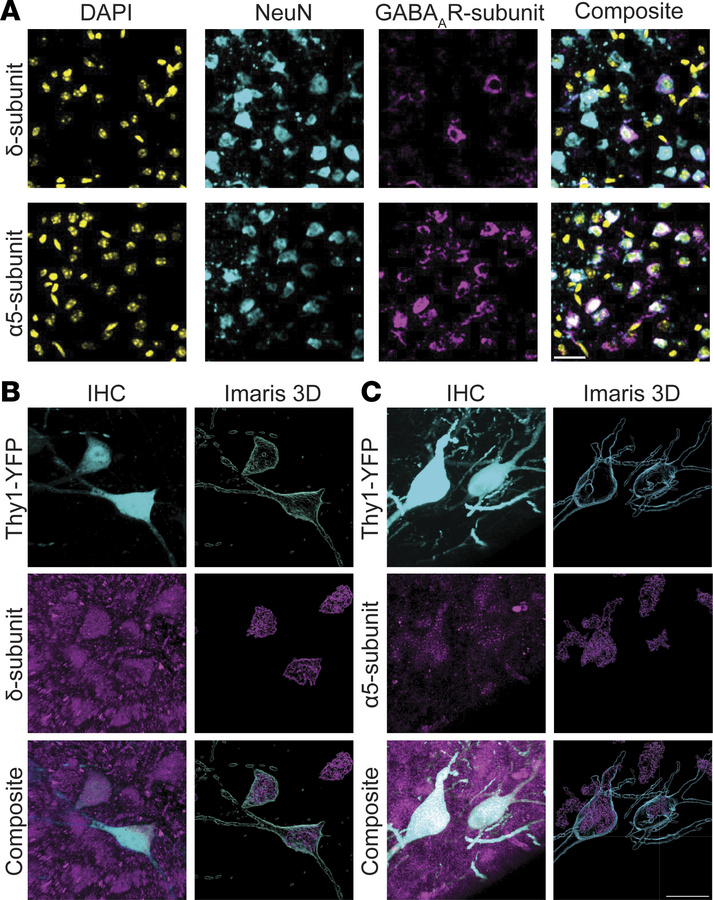 The α5- and δ-GABAAR subunits are expressed in the neonatal neocortex.
(...