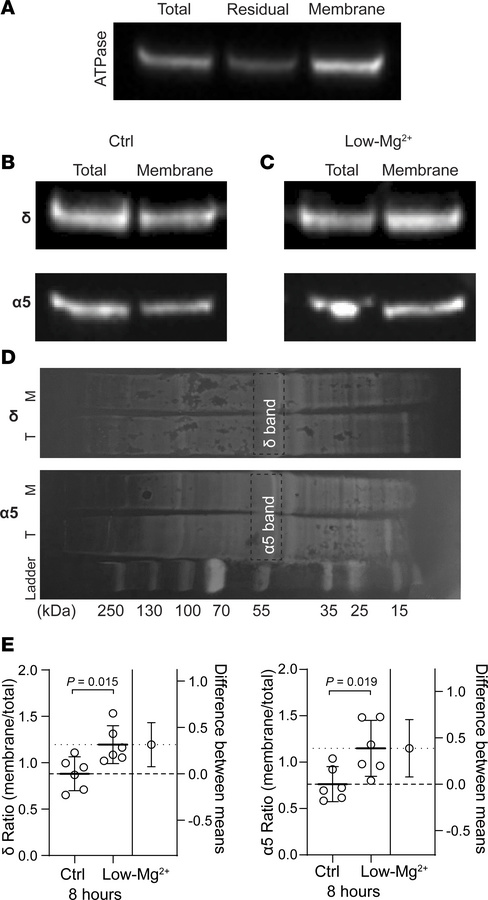 Recurrent neonatal seizure-like events for 8 hours increase the membrane...