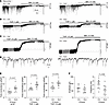 The total and δ-GABAAR–mediated tonic conductance increases in the neocorte