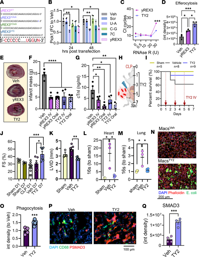 TY2 is protective in a rat model of MI and in a model of cecal ligation ...