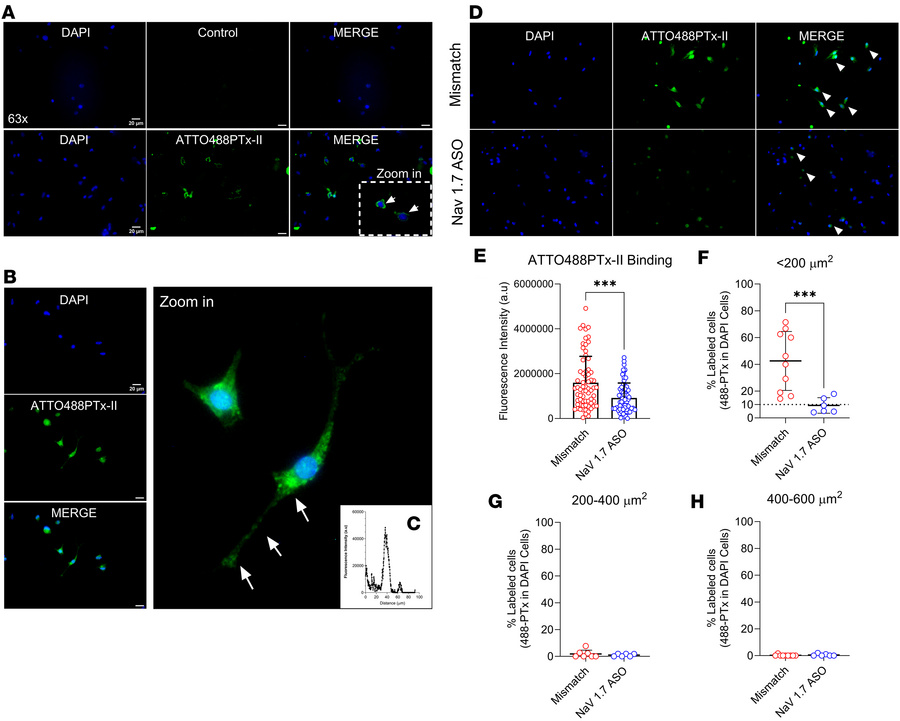 NaV1.7 ASO reduces the binding of 488PTx-II predominantly in small DRG n...
