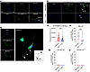 NaV1.7 ASO reduces the binding of 488PTx-II predominantly in small DRG neur