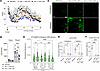 NaV1.7 ASO affects formalin behavior in a dose-dependent way with a differe
