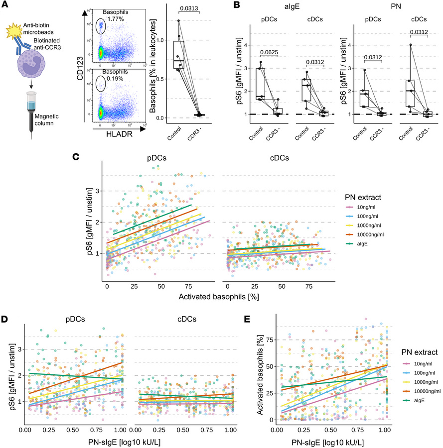 Basophil degranulation is necessary for the increase of pS6 in DCs.
(A) ...