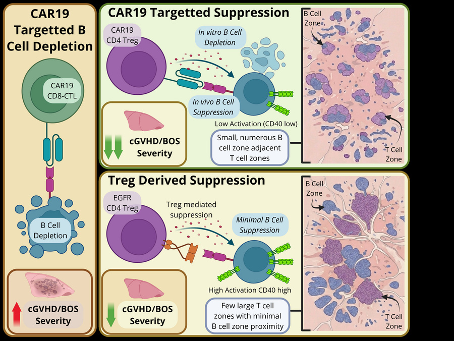 graphical abstract