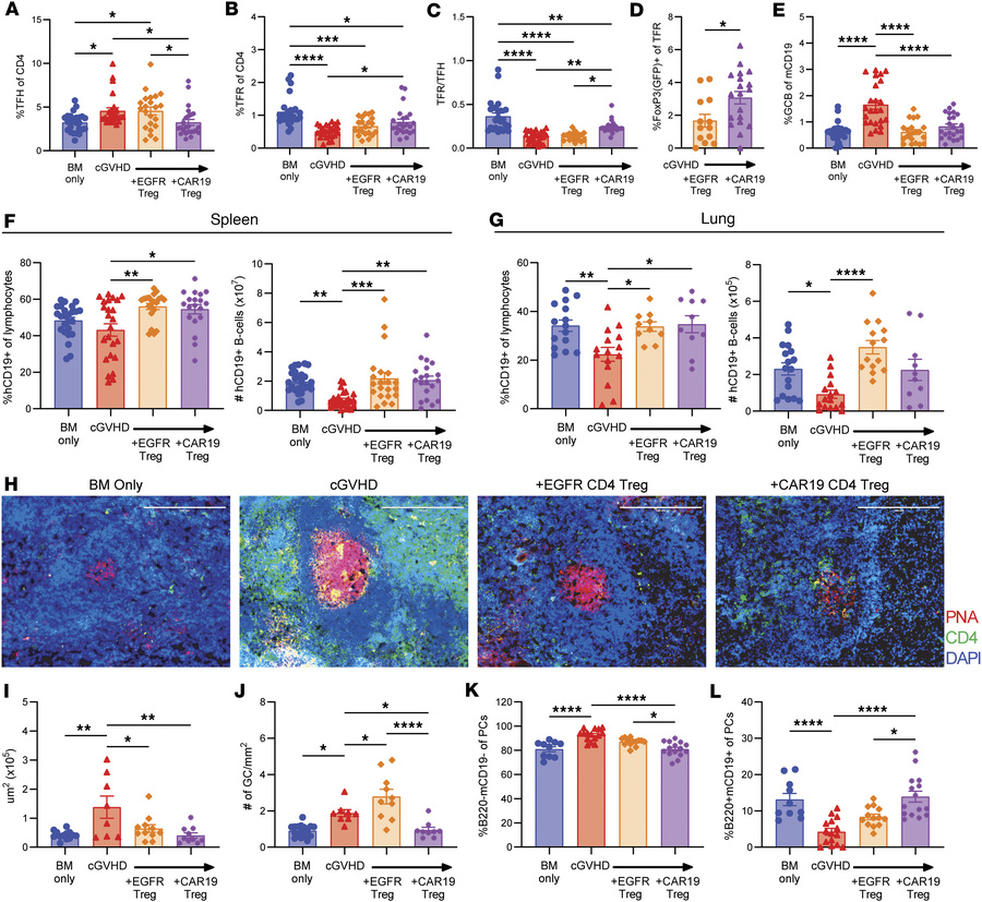 CAR19 Tregs inhibit GC reactions in murine cGVHD/BOS.
(A–E) Day 50 splee...