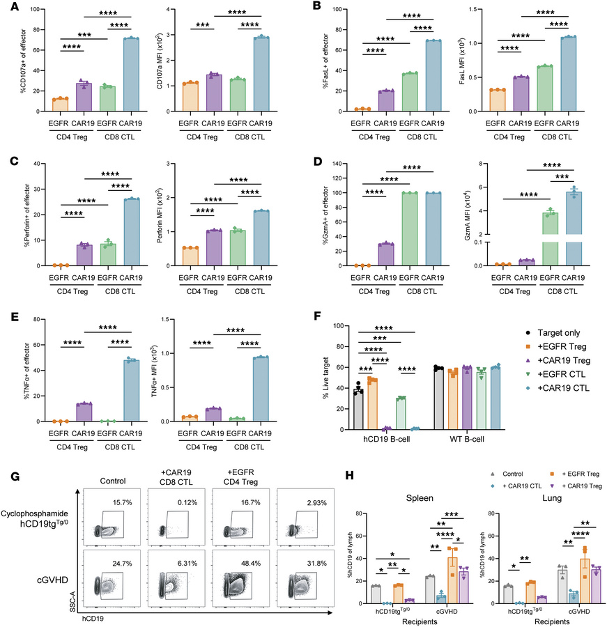 CAR19 Tregs maintain cytolytic capacity in vitro and in cyclophosphamide...