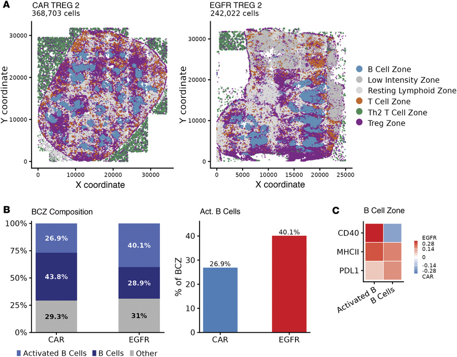 Day 28 CAR19 Tregs predominantly localize to follicular T cell–rich area...