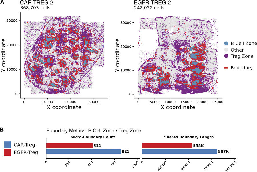 CAR19 Treg–enriched zones show greater interaction boundaries with folli...
