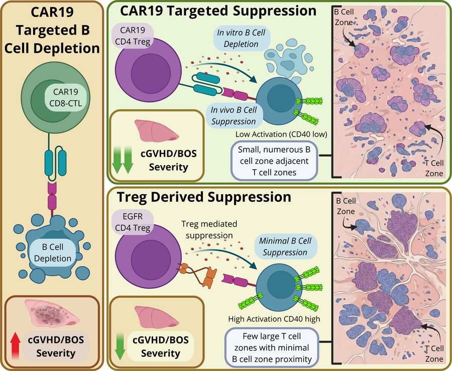 graphical abstract