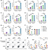 CAR19 Tregs maintain cytolytic capacity in vitro and in cyclophosphamide-tr