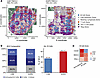 Day 28 CAR19 Tregs predominantly localize to follicular T cell–rich areas i