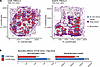 CAR19 Treg–enriched zones show greater interaction boundaries with follicul