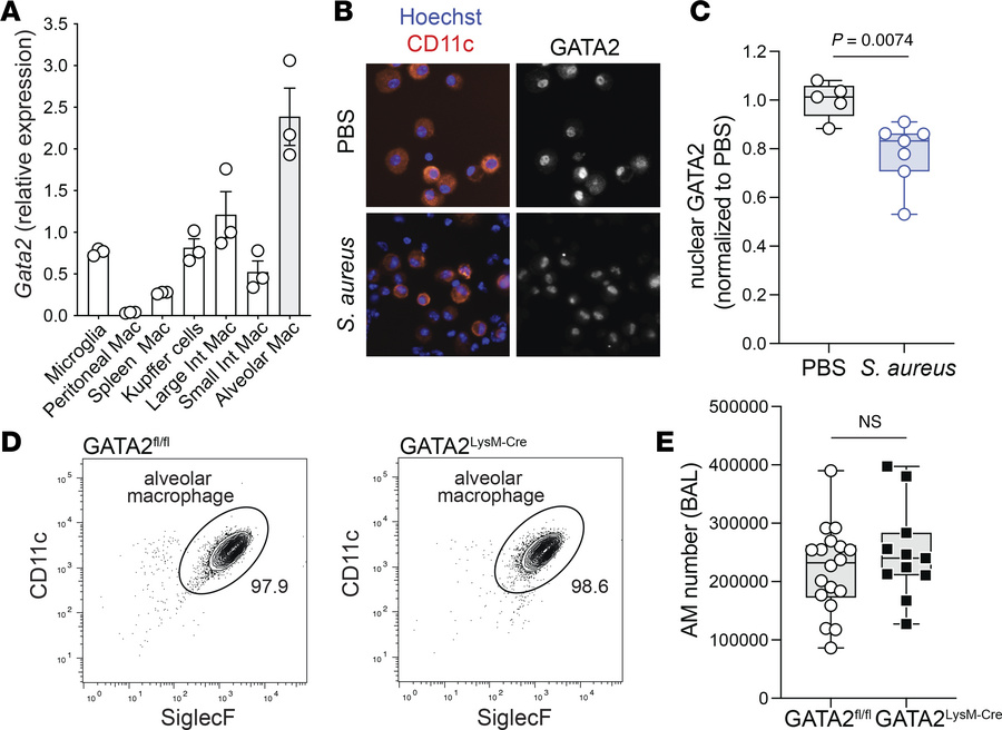 Alveolar macrophage GATA2 expression is context dependent.
(A) Reanalysi...