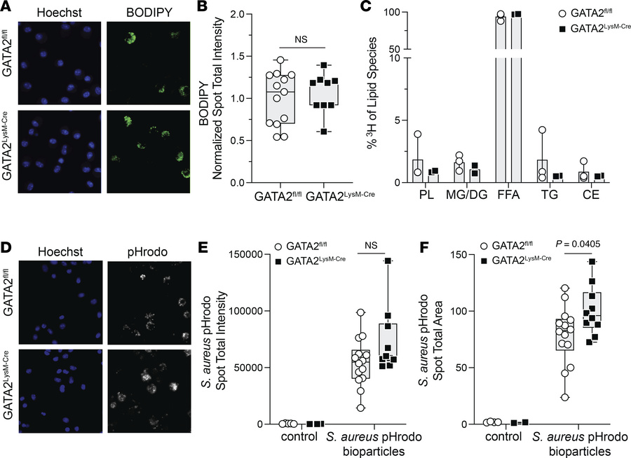 Homeostatic functions remain largely intact in GATA2-deficient alveolar ...