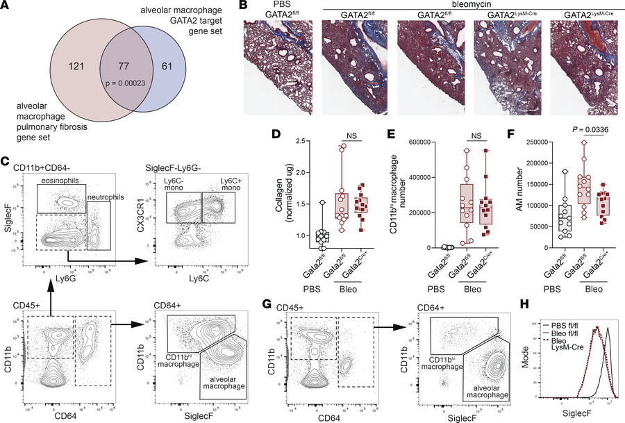 GATA2-deficiency is associated with reduced alveolar macrophage numbers ...