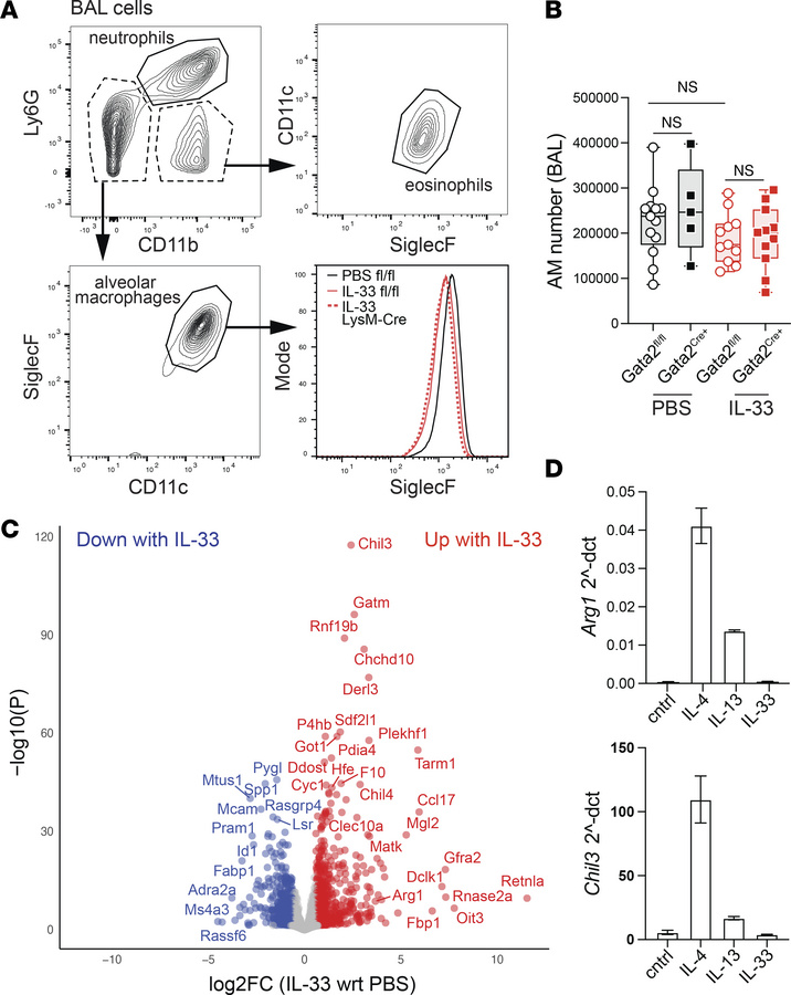IL-33 indirectly induces a robust alveolar macrophage type 2 transcripto...