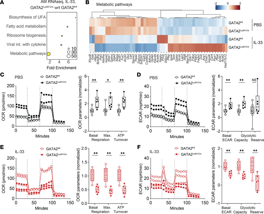 GATA2 controls alveolar macrophage metabolic activity.
Mice were treated...
