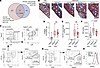 GATA2-deficiency is associated with reduced alveolar macrophage numbers in