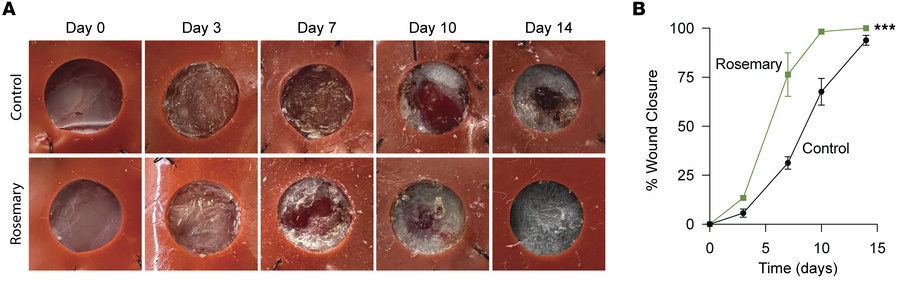 Topical rosemary cream promotes cutaneous mouse back wound closure.
(A) ...