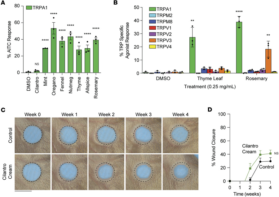 Rosemary extract activates the TRPA1 nociceptor.
(A) Calcium flux assay ...
